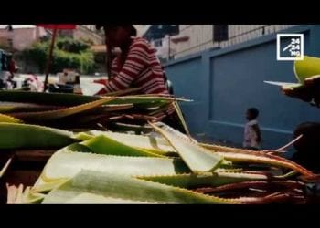 L&rsquo;ALOE ET SES VERTUS
