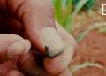 AGRIVET : Ady amin’ny chenille légionnaire