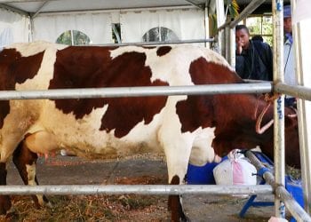 AGROALIMENTAIRE – Le marché local du lait reste peu exploité