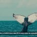 FESTIVAL DES BALEINES