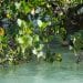 BIODIVERSITÉ – Les mangroves au service de la communauté