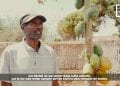 AGRICULTURE : LA PAPAYE, UN FRUIT RENTABLE