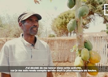 AGRICULTURE : LA PAPAYE, UN FRUIT RENTABLE