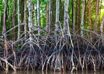 GESTION DES RESSOURCES NATURELLES : Le manque de coordination entre ministères pointé du doigt