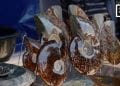 AMMONITE ET CÉLESTITE – LES CARRIÈRES S’ÉPUISENT