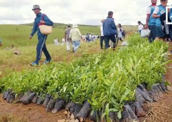 REBOISEMENT : OUVERTURE DE LA CAMPAGNE ANNUELLE À FIRARAZANA