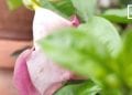 JARDIN: LA ROSE ET L&rsquo;ALLAMANDA À LA LOUPE