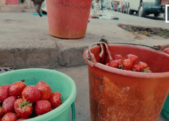 AGRICULTURE ET COMMERCE – Amertume chez les paysans-vendeurs de fraise