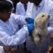 ELEVAGE – Une campagne de vaccination des chiens et des chats contre la rage à partir du 28 Septembre