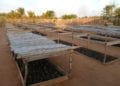 ENVIRONNEMENT – Des arbres utiles pour reboiser dans l&rsquo;Androy