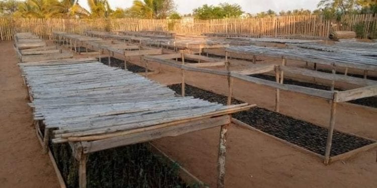 ENVIRONNEMENT – Des arbres utiles pour reboiser dans l’Androy