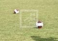 FMF – La rentrée footballistique programmée les 26 et 27 Septembre avec les seizièmes de finale de la Coupe de Madagascar