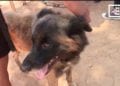 SANTE PUBLIQUE – Une campagne d’abattage de chiens errants à Ambatondrazaka ce vendredi dans le cadre de la lutte contre la rage