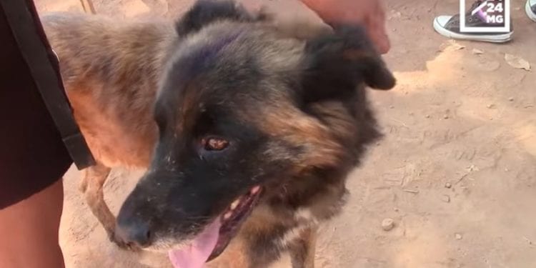 SANTE PUBLIQUE – Une campagne d&rsquo;abattage de chiens errants à Ambatondrazaka ce vendredi dans le cadre de la lutte contre la rage