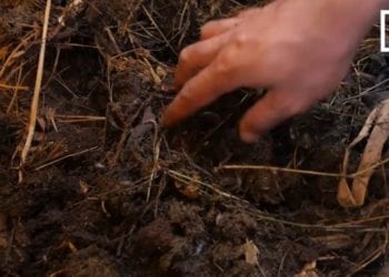 BIOLOGIE : Les vers de terre, le meilleur fertilisant du sol