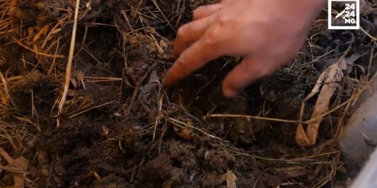 BIOLOGIE : Les vers de terre, le meilleur fertilisant du sol