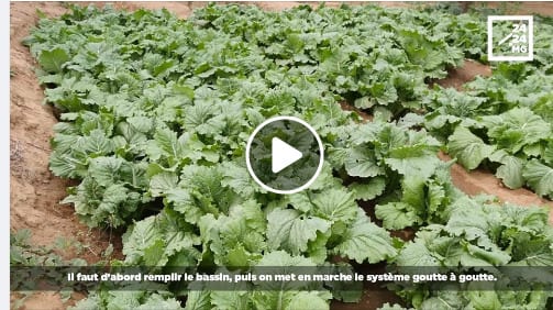 SECHERESSE – Des récoltes dans le Sud grâce au système goutte à goutte
