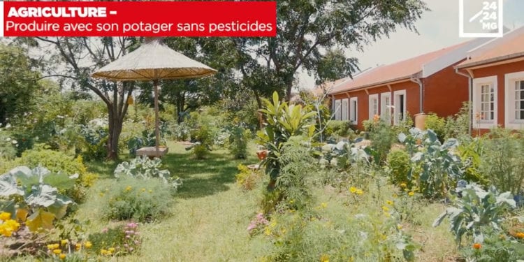 AGRICULTURE – Produire avec son potager sans pesticides