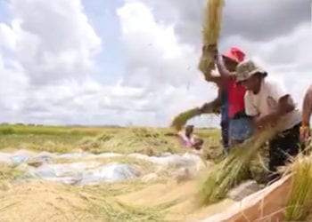 AGRICULTURE – Quand le riz précoce arrive en retard