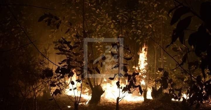 ENVIRONNEMENT – Madagascar considérée parmi les champions du monde de la déforestation