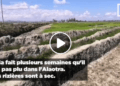 AGRICULTURE – Les rizières de la Sahamaloto dans l’Alaotra à sec, les paysans réclament des pluies