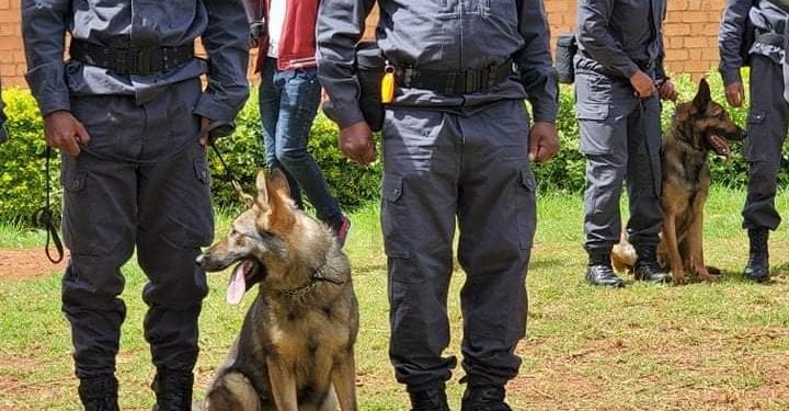 CONTROLE AUX FRONTIERES – La direction générale des douanes se dote d’une brigade canine pour détecter les marchandises illicites qui tentent de passer les frontières
