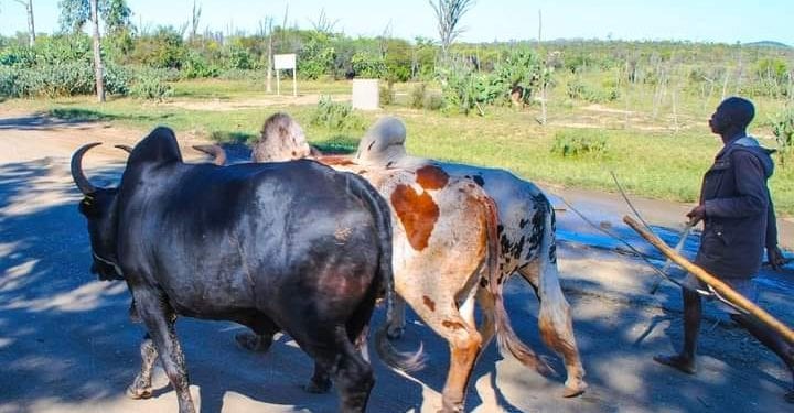 ÉPIZOOTIE – 1931 animaux atteints de la fièvre de la vallée du Rift dans quatre régions de Madagascar