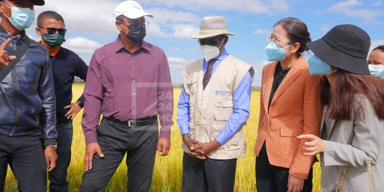 AGRICULTURE – Des semences importées de Chine promettent un rendement rizicole de deux fois plus important sur les sites pilotes d’un projet de coopération Sud-Sud avec la FAO