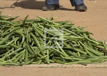 COMMERCE – Des maires de la Sava réclament l’ouverture de la campagne de vanille verte le 21 Juin pour les zones littorales