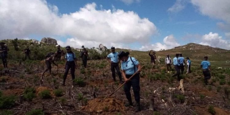 ECOLOGIE – Le ministère de l’Environnement annonce la destruction de plants de géranium dans l’aire protégée d’Ambatofitorahana