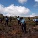 ECOLOGIE – Le ministère de l’Environnement annonce la destruction de plants de géranium dans l’aire protégée d’Ambatofitorahana