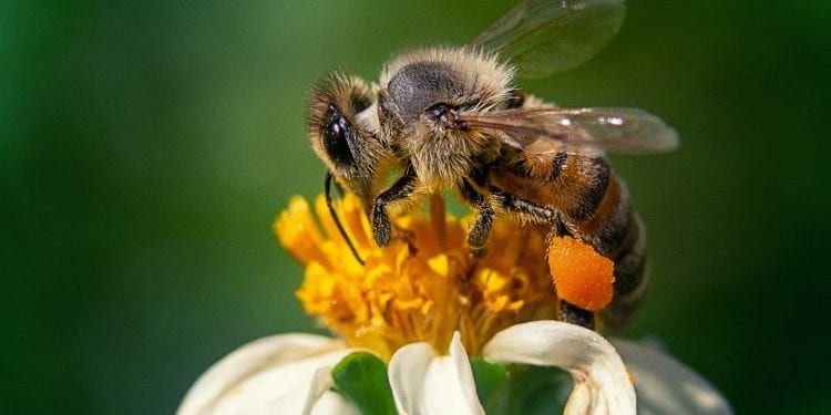 EPIDEMIE – Des scientifiques néerlandais entrainent des abeilles à détecter la Covid-19