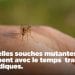 SANTE PUBLIQUE – La lutte acharnée de Madagascar contre le paludisme