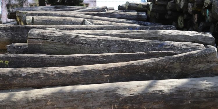 EXPLOITATION FORESTIERE – 16 exploitants autorisés par le ministère de l’Environnement et du développement durable à évacuer leur stock de bois ordinaires