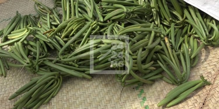 VANILLE – Le kilo de la vanille verte autour de 45 000 ariary à Ambanja