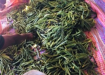 COMMERCE – Les collecteurs de vanille verte de la Sava proposent un prix largement inférieur au prix minimum de référence suggéré par le gouvernement