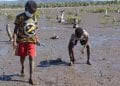 ENVIRONNEMENT – Le concours de photo, « mangrove photography awards », clôturé le 17 Juillet