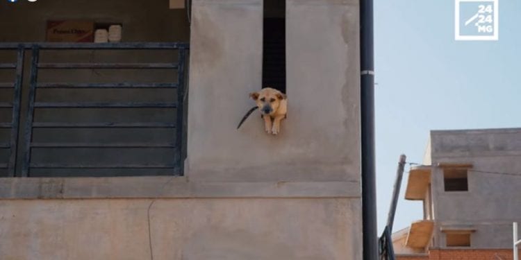 CYNOPHILIE- La maison qui vient au secours des chiens en détresse
