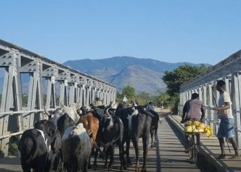 ELEVAGE – 50.000 zébus à doter de boucle électronique infalsifiable dans quatre régions du Sud de Madagascar pour démarrer le programme de réforme du système d&rsquo;identification et de traçabilité des bovidés