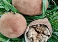 NUTRITION – Le fruit de baobab s’invite dans les cuisines et les salles de bains