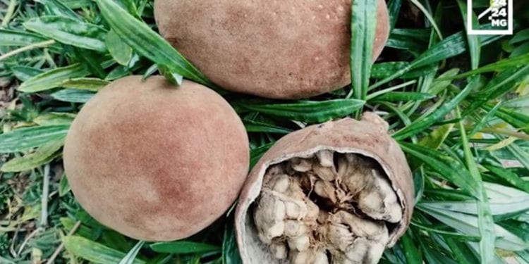 NUTRITION – Le fruit de baobab s’invite dans les cuisines et les salles de bains