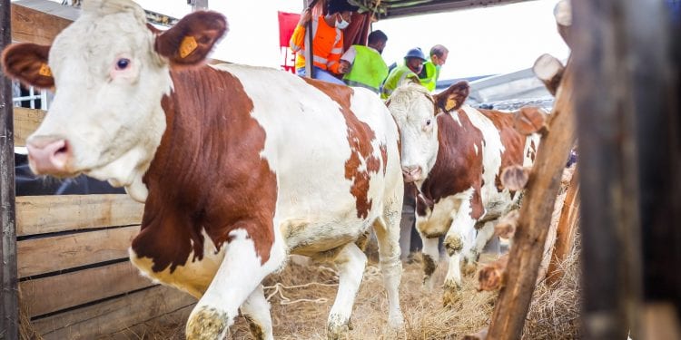 ELEVAGE – 490 000 litres de lait supplémentaires attendus avec l’importation de la première vague de « vaches laitières à haute performance » à Madagascar