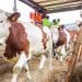 ELEVAGE – 490 000 litres de lait supplémentaires attendus avec l’importation de la première vague de « vaches laitières à haute performance » à Madagascar