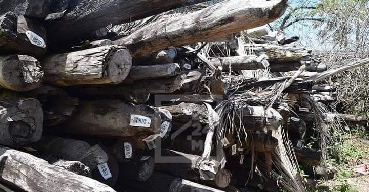 ENVIRONNEMENT – Baomiavotse Vahinala Raharinirina dénonce ce qu’elle qualifie de velléités de manifestations contre les mesures de tolérance zéro que son ministère met en place sur le trafic illicite de bois précieux