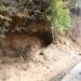 MENACES – Le Bureau national de gestion des risques et des catastrophes (BNGRC) inspecte l’état de plusieurs blocs de rochers sur la colline Manjakamiadana