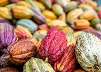 AGRICULTURE – 1,5 million d’arbres à planter entre les fragments de forêts des corridors forestiers de Tsaratanana et de Fandriana – Vondrozo pour fournir de l’ombre aux plantations de cacao et d’épices envisagées par l’Alliance Tsiro