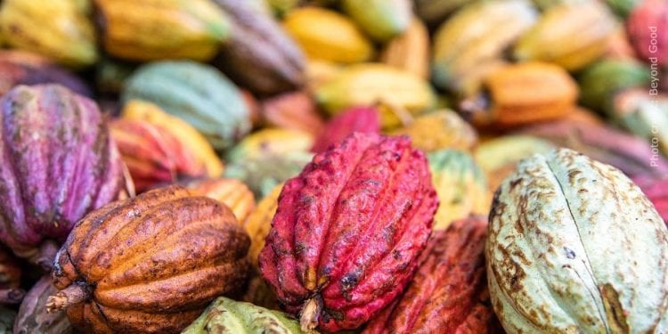 AGRICULTURE – 1,5 million d’arbres à planter entre les fragments de forêts des corridors forestiers de Tsaratanana et de Fandriana – Vondrozo pour fournir de l’ombre aux plantations de cacao et d’épices envisagées par l’Alliance Tsiro