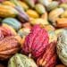 AGRICULTURE – 1,5 million d’arbres à planter entre les fragments de forêts des corridors forestiers de Tsaratanana et de Fandriana – Vondrozo pour fournir de l’ombre aux plantations de cacao et d’épices envisagées par l’Alliance Tsiro