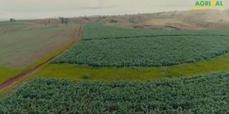 Acteur du développement territorial, AGRIVAL propose de l’alimentation animale couvrant 15 espèces et offre plusieurs gammes de produit (MAFONJA / TOMBO / FENO).
