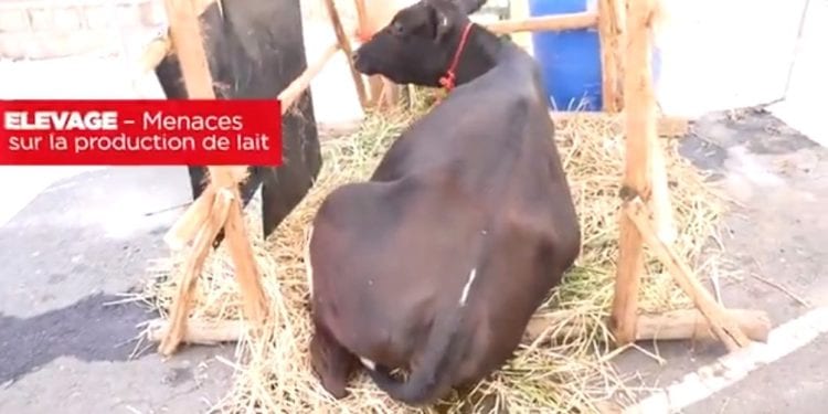ELEVAGE – Menaces sur la production de lait